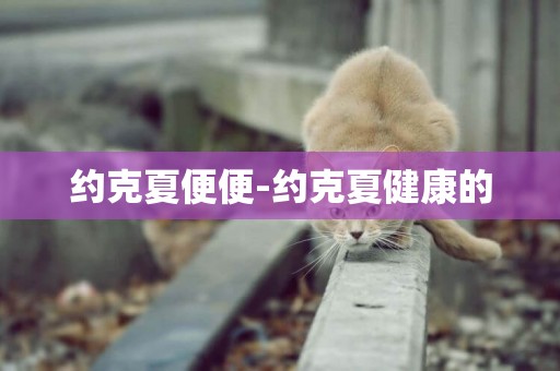 約克夏便便-約克夏健康的