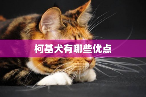 柯基犬有哪些優點