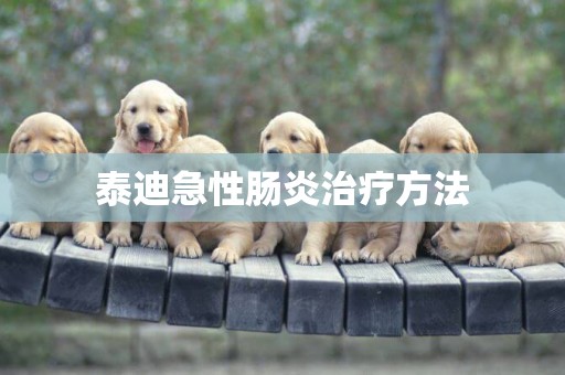 泰迪急性腸炎治療方法