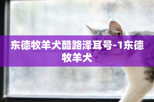 東德牧羊犬酷路澤耳號-1東德牧羊犬