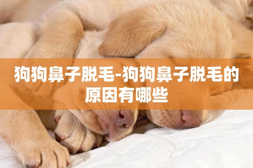 狗狗鼻子脫毛-狗狗鼻子脫毛的原因有哪些