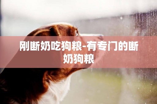 剛斷奶吃狗糧-有專門的斷奶狗糧