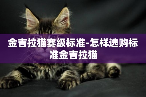 金吉拉貓賽級標準-怎樣選購標準金吉拉貓