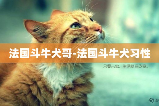 法國斗牛犬哥-法國斗牛犬習性
