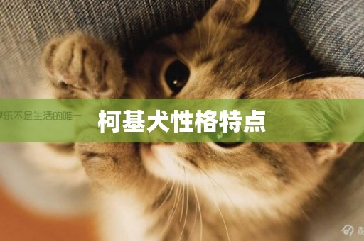 柯基犬性格特點