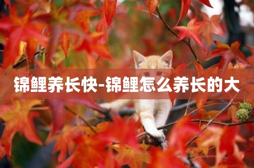 錦鯉養長快-錦鯉怎么養長的大
