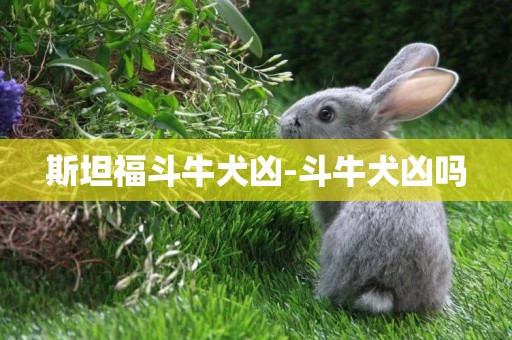 斯坦福斗牛犬兇-斗牛犬兇嗎