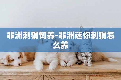 非洲刺猬飼養-非洲迷你刺猬怎么養