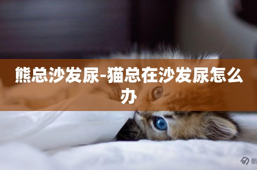 熊總沙發尿-貓總在沙發尿怎么辦