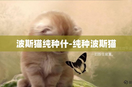 波斯貓純種什-純種波斯貓