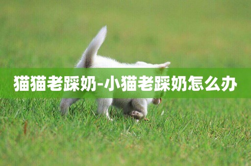 貓貓老踩奶-小貓老踩奶怎么辦