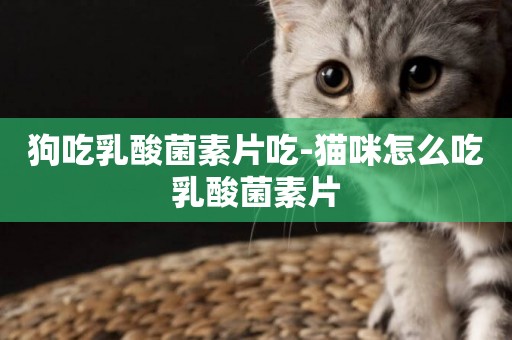 狗吃乳酸菌素片吃-貓咪怎么吃乳酸菌素片