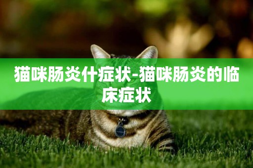貓咪腸炎什癥狀-貓咪腸炎的臨床癥狀