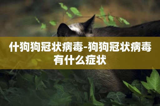 什狗狗冠狀病毒-狗狗冠狀病毒有什么癥狀