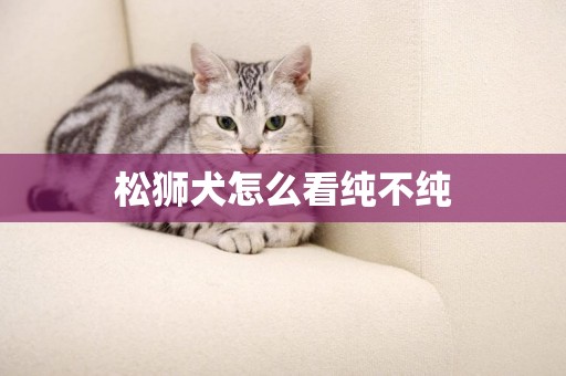 松獅犬怎么看純不純