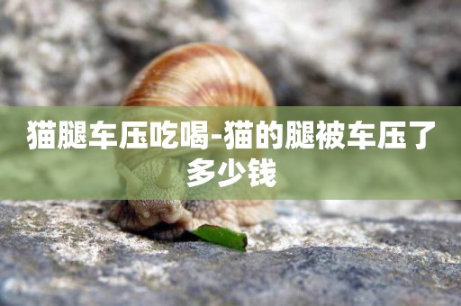 貓腿車壓吃喝-貓的腿被車壓了多少錢