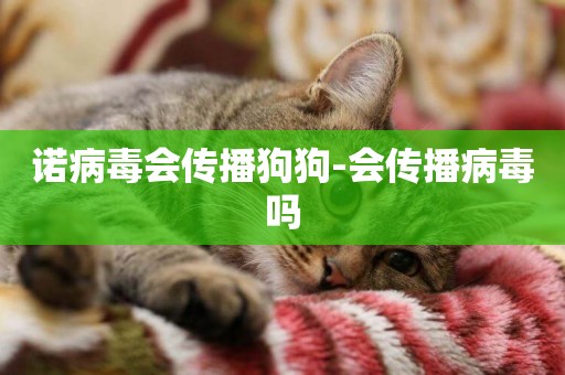 諾病毒會傳播狗狗-會傳播病毒嗎