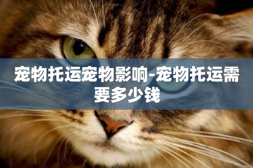 寵物托運寵物影響-寵物托運需要多少錢