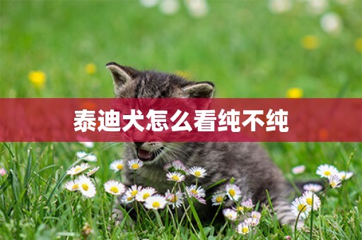 泰迪犬怎么看純不純