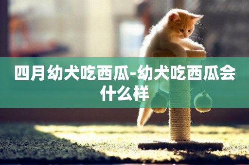 四月幼犬吃西瓜-幼犬吃西瓜會什么樣