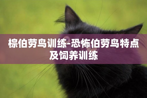 棕伯勞鳥訓練-恐怖伯勞鳥特點及飼養訓練
