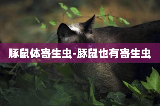 豚鼠體寄生蟲-豚鼠也有寄生蟲