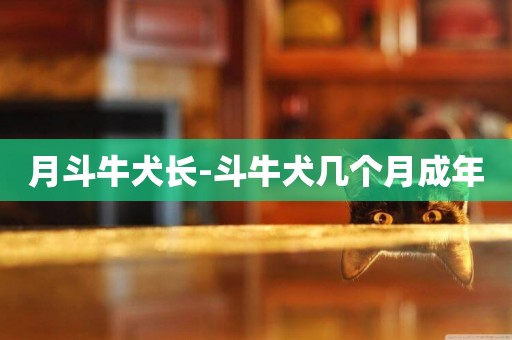 月斗牛犬長-斗牛犬幾個月成年