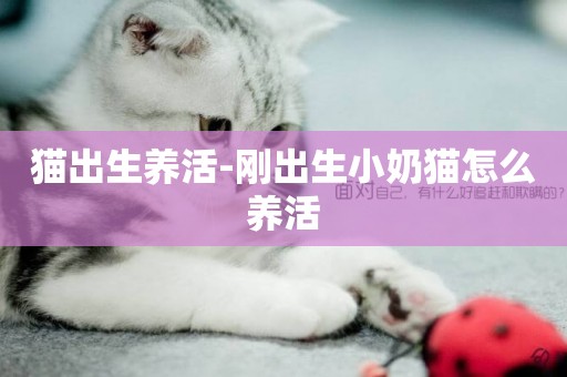 貓出生養活-剛出生小奶貓怎么養活