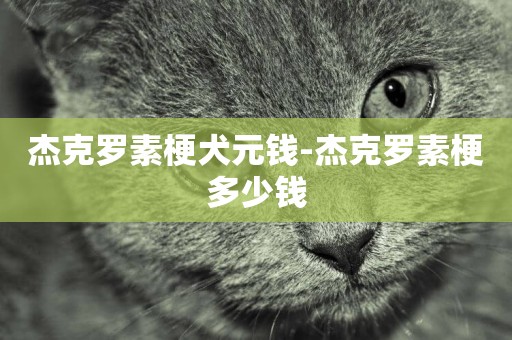 杰克羅素梗犬元錢-杰克羅素梗多少錢