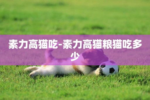 素力高貓吃-素力高貓糧貓吃多少