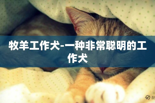 牧羊工作犬-一種非常聰明的工作犬