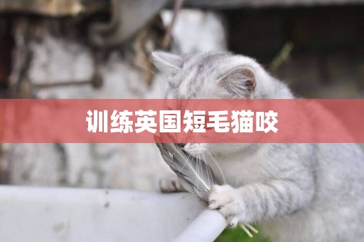 訓練英國短毛貓咬
