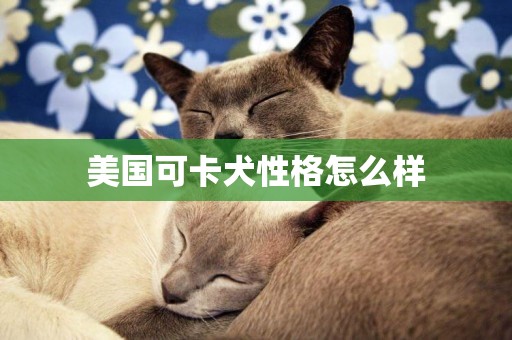 美國可卡犬性格怎么樣