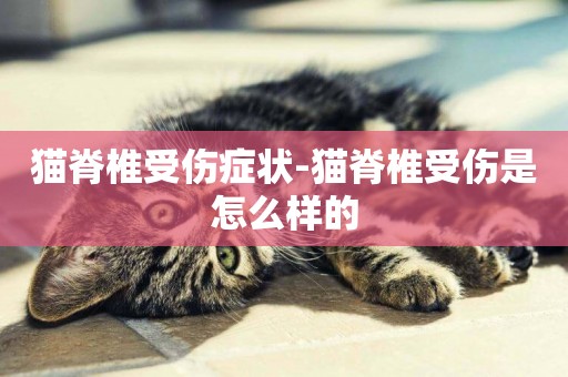 貓脊椎受傷癥狀-貓脊椎受傷是怎么樣的
