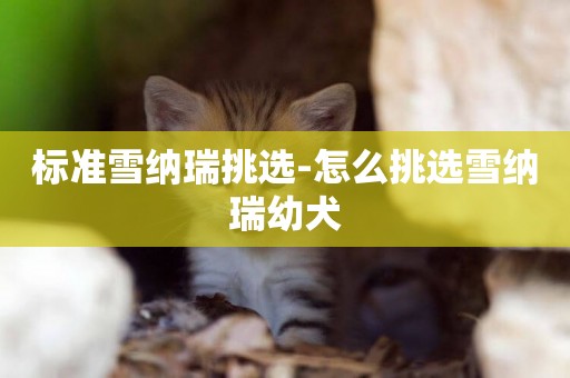 標準雪納瑞挑選-怎么挑選雪納瑞幼犬