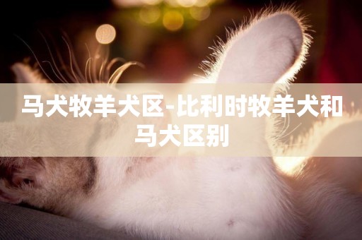 馬犬牧羊犬區-比利時牧羊犬和馬犬區別