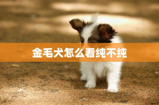 金毛犬怎么看純不純