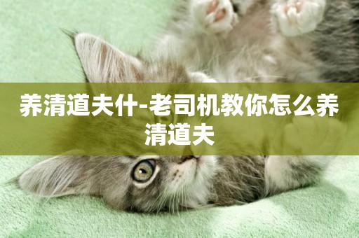 養清道夫什-老司機教你怎么養清道夫