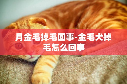 月金毛掉毛回事-金毛犬掉毛怎么回事