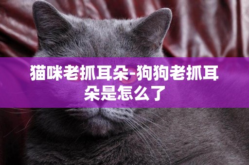 貓咪老抓耳朵-狗狗老抓耳朵是怎么了