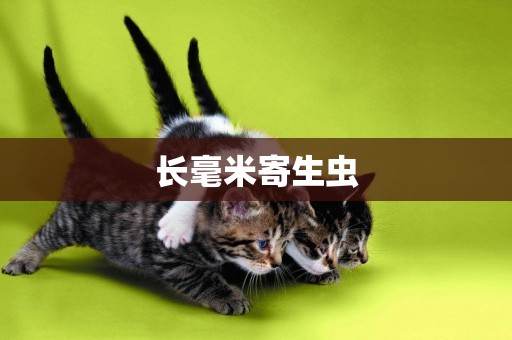 長毫米寄生蟲