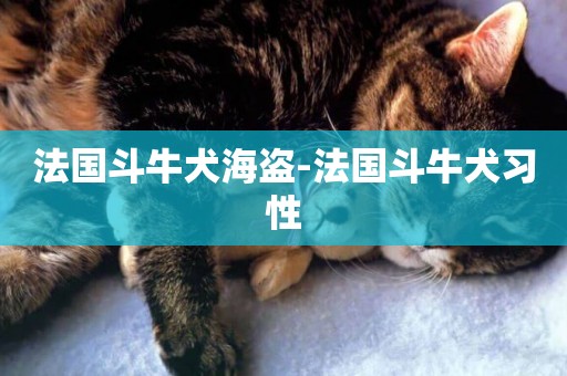 法國斗牛犬海盜-法國斗牛犬習性