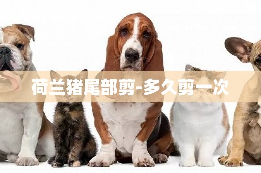 荷蘭豬尾部剪-多久剪一次