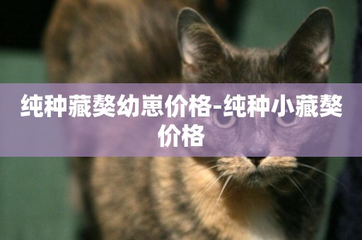 純種藏獒幼崽價格-純種小藏獒價格