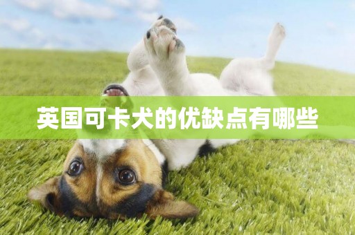 英國可卡犬的優缺點有哪些