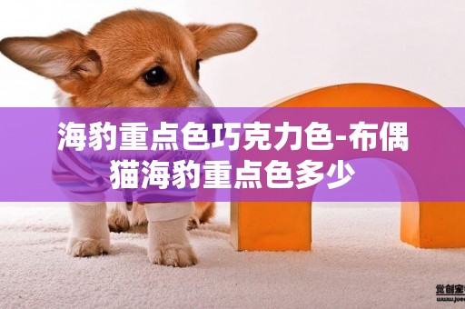 海豹重點色巧克力色-布偶貓海豹重點色多少