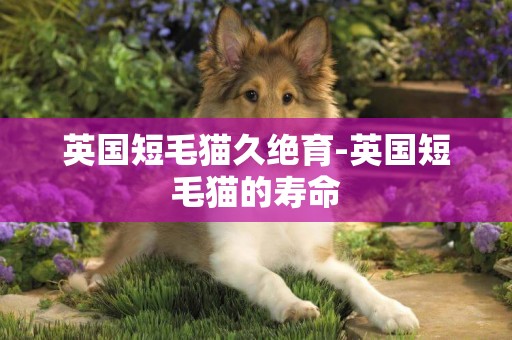 英國短毛貓久絕育-英國短毛貓的壽命
