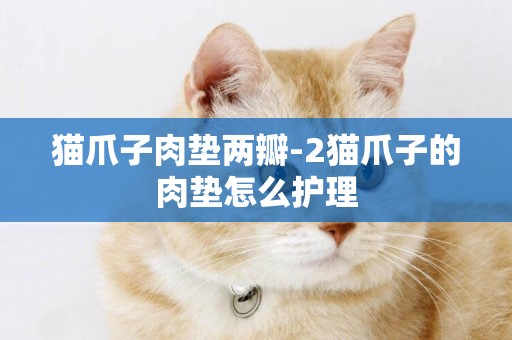 貓爪子肉墊兩瓣-2貓爪子的肉墊怎么護理