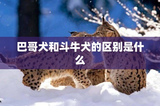 巴哥犬和斗牛犬的區別是什么