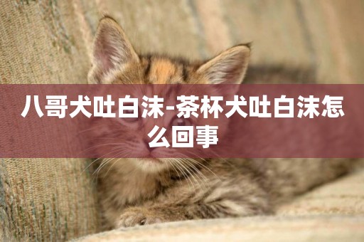 八哥犬吐白沫-茶杯犬吐白沫怎么回事